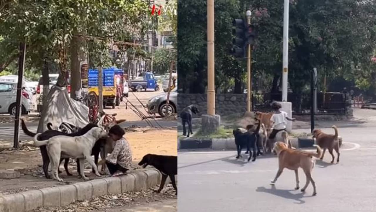 ഒരാള്‍ക്കും അവളെ തൊടാനാവില്ല; നായകൾക്കൊപ്പം കൂട്ടുകൂടി പെൺകുട്ടി, വീഡിയോ 