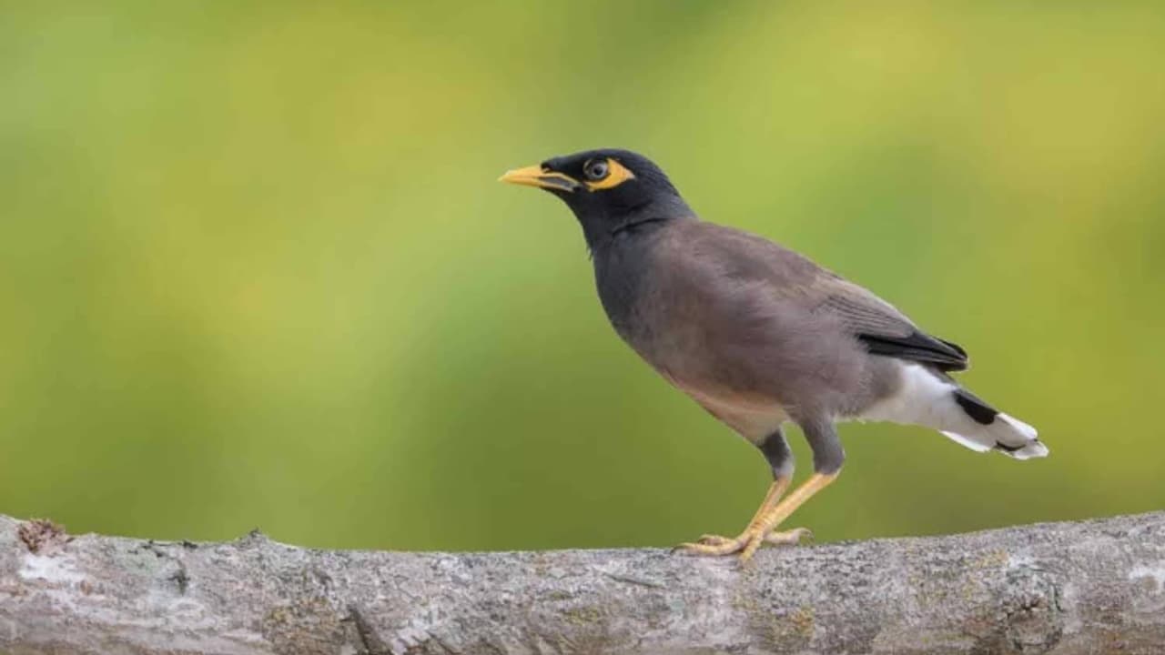 ഇന്ത്യയിൽ നിന്നടക്കം പറന്നെത്തി; 'കുടിയേറ്റ'ക്കാരായ മൈനകൾ ഭീഷണിയാകുന്നു, തുരത്താൻ പദ്ധതികൾ തുടർന്ന് ഖത്തർ ഇന്ത്യയിൽ നിന്നടക്കം പറന്നെത്തി; 'കുടിയേറ്റ'ക്കാരായ മൈനകൾ ഭീഷണിയാകുന്നു, തുരത്താൻ പദ്ധതികൾ തുടർന്ന് ഖത്തർ