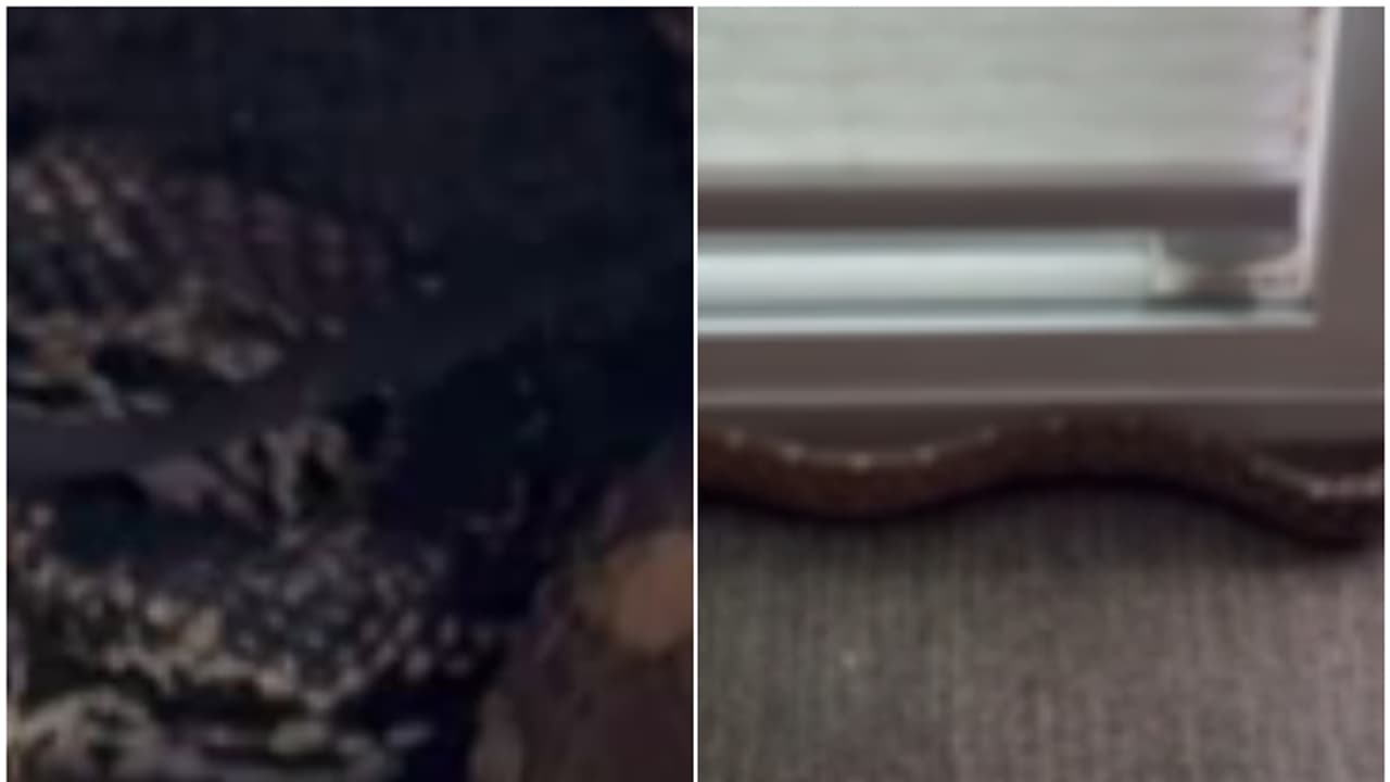 ഓ മൈ ഗോഡ്! ഓഫീസിൽ ജോലി ചെയ്യുമ്പോൾ ഡെസ്കിനടിയിൽ ചുരുണ്ടുകൂടി, വല്ലാതെ പേടിച്ച് പോയെന്ന് യുവാവ്; വീഡിയോ വൈറൽ ഓ മൈ ഗോഡ്! ഓഫീസിൽ ജോലി ചെയ്യുമ്പോൾ ഡെസ്കിനടിയിൽ ചുരുണ്ടുകൂടി, വല്ലാതെ പേടിച്ച് പോയെന്ന് യുവാവ്; വീഡിയോ വൈറൽ