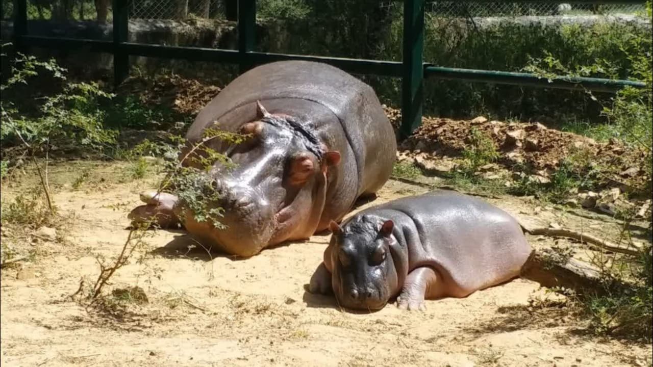 hippopotamus baby born nahargarh biological park jaipur wildlife success hippopotamus baby born nahargarh biological park jaipur wildlife success
