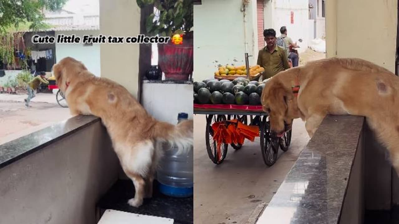പഴക്കച്ചവടക്കാരൻ വരുന്നതും കാത്ത് നായ, ഇത് അവളുടെ പതിവ്, വൈറലായി ക്യൂട്ട് വീഡിയോ പഴക്കച്ചവടക്കാരൻ വരുന്നതും കാത്ത് നായ, ഇത് അവളുടെ പതിവ്, വൈറലായി ക്യൂട്ട് വീഡിയോ