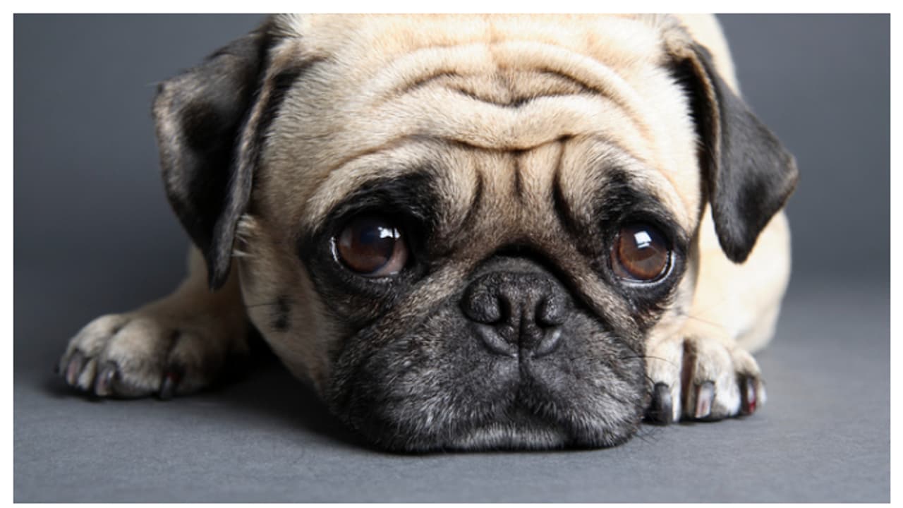 വീട്ടിൽ എളുപ്പത്തിൽ വളർത്താം, ഈ മൃഗങ്ങളെ 