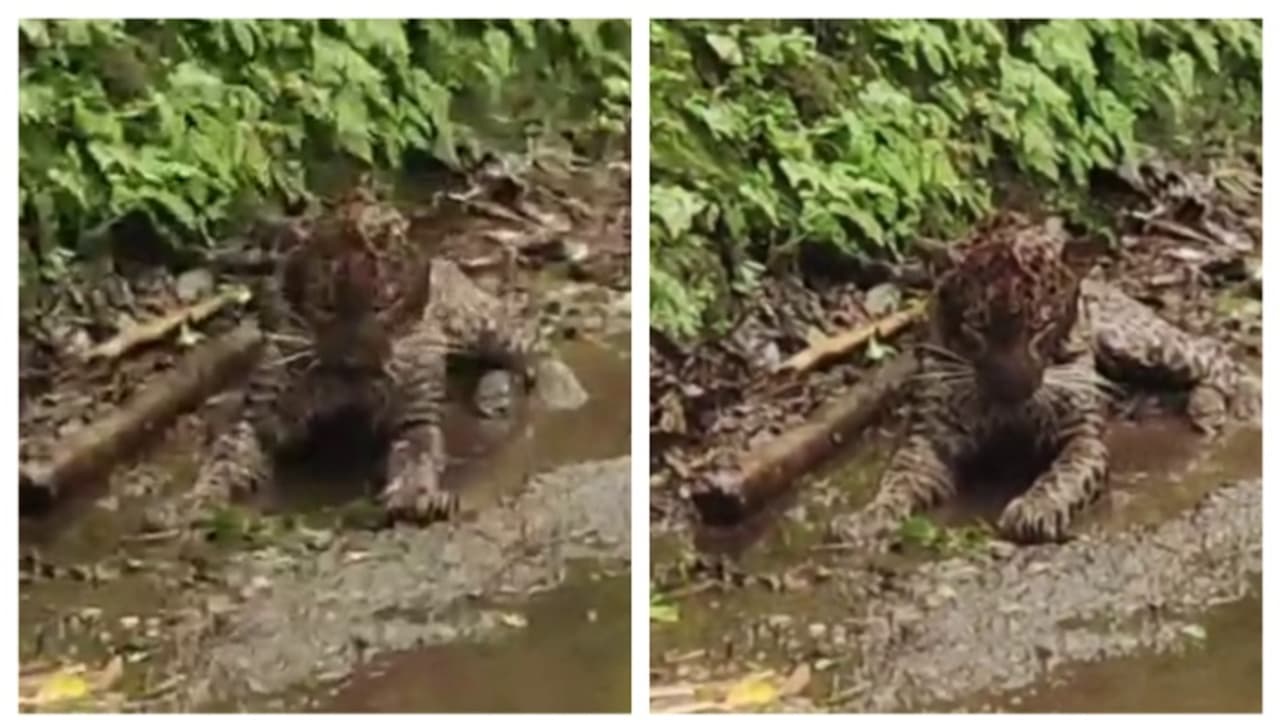 നെല്ലിയാമ്പതിയിൽ റോഡരികിൽ തലക്ക് ഗുരുതരമായി പരിക്കേറ്റ നിലയിൽ പുലിയെ കണ്ടെത്തി നെല്ലിയാമ്പതിയിൽ റോഡരികിൽ തലക്ക് ഗുരുതരമായി പരിക്കേറ്റ നിലയിൽ പുലിയെ കണ്ടെത്തി