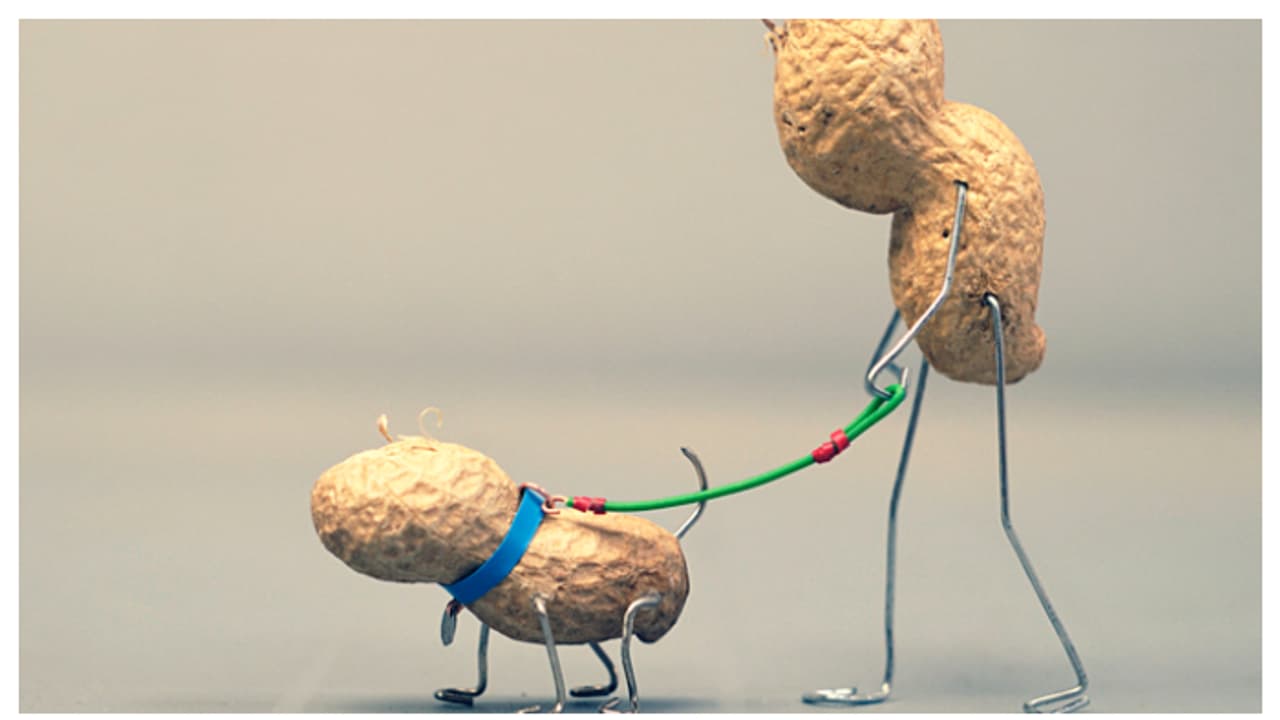 വളർത്ത് നായക്ക് പീനട്ട് കൊടുക്കാറുണ്ടോ? എങ്കിൽ ഇക്കാര്യങ്ങൾ നിങ്ങൾ അറിയാതെ പോകരുത് 