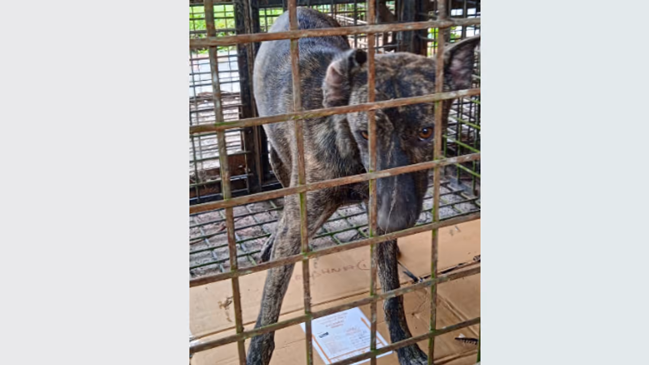 ചെന്നിത്തലയിൽ 5 പേരേ ആക്രമിച്ച തെരുവ് നായക്ക് പേ വിഷബാധ, കടിയേറ്റത് മുൻകേന്ദ്രമന്ത്രിയുടെ ബന്ധുവീട്ടിൽവച്ച് ചെന്നിത്തലയിൽ 5 പേരേ ആക്രമിച്ച തെരുവ് നായക്ക് പേ വിഷബാധ, കടിയേറ്റത് മുൻകേന്ദ്രമന്ത്രിയുടെ ബന്ധുവീട്ടിൽവച്ച്