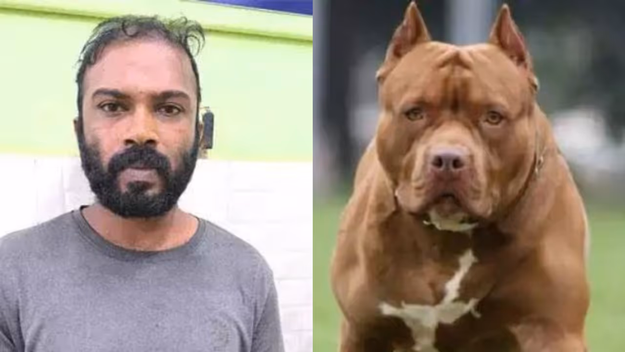 പരിഹസിച്ചെന്ന് തെറ്റിദ്ധരിച്ച് ആക്രമണം, യുവാവിനെ പിറ്റ്ബുള്ളിനെ വിട്ട് കടിപ്പിച്ചു, 36കാരൻ അറസ്റ്റിൽ 