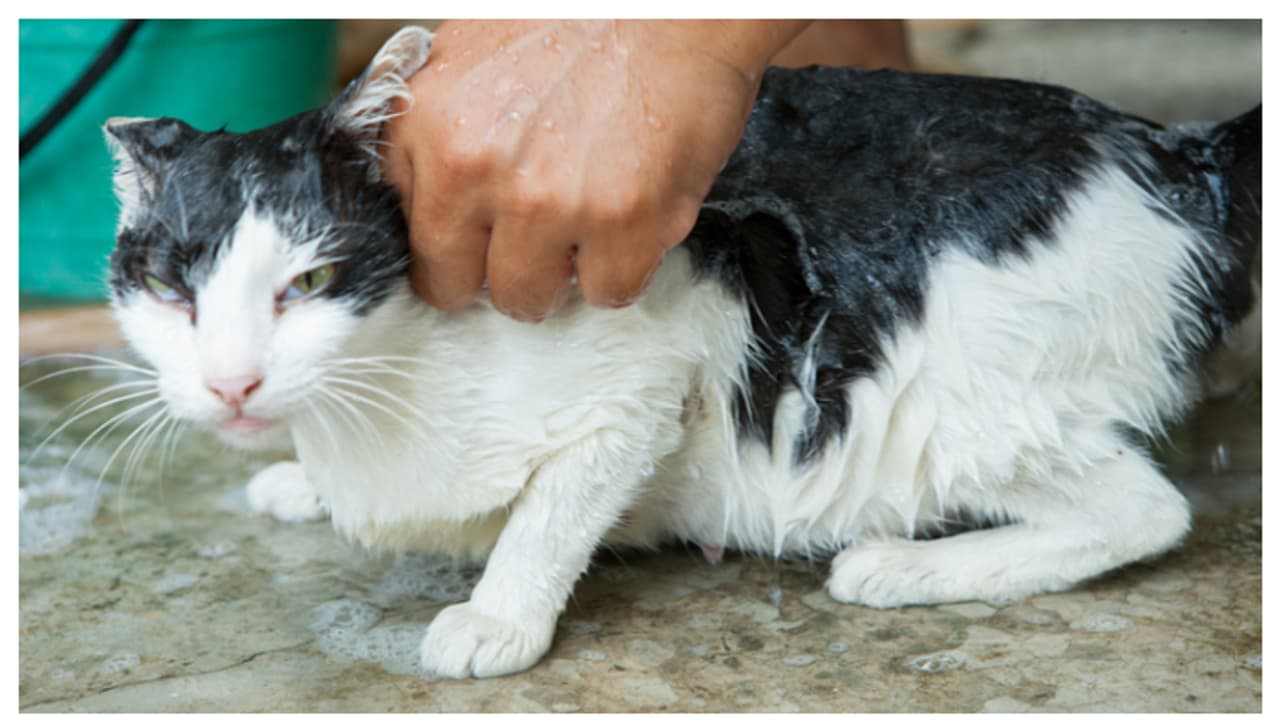 രോഗങ്ങൾക്ക് കൂടുതൽ സാധ്യത; മഴക്കാലത്ത് മൃഗങ്ങളെ വളർത്തുമ്പോൾ ശ്രദ്ധിക്കേണ്ട 5 കാര്യങ്ങൾ രോഗങ്ങൾക്ക് കൂടുതൽ സാധ്യത; മഴക്കാലത്ത് മൃഗങ്ങളെ വളർത്തുമ്പോൾ ശ്രദ്ധിക്കേണ്ട 5 കാര്യങ്ങൾ