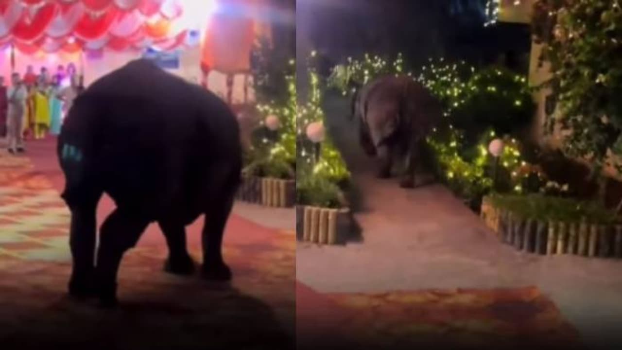 വിവാഹാഘോഷത്തിനിടെ ഒരു അപ്രതീക്ഷിത അതിഥി, വൈറലായി വീഡിയോ വിവാഹാഘോഷത്തിനിടെ ഒരു അപ്രതീക്ഷിത അതിഥി, വൈറലായി വീഡിയോ