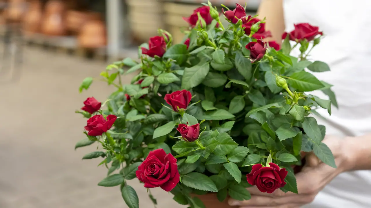 Vastu tips: 5 remedies using roses for wealth and good fortune