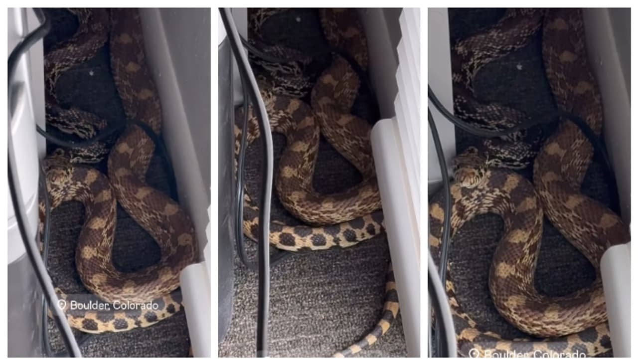 ഓഫീസ് മേശയ്ക്കടിയില്‍ നിന്നും ഒരു ചീറ്റല്‍, നോക്കിയപ്പോൾ എട്ട് അടി നീളമുള്ള കൂറ്റനൊരു പാമ്പ്, വീഡിയോ വൈറൽ