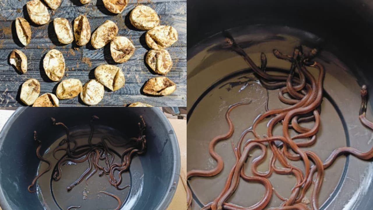 പുലർച്ചെ കാലിൽ തട്ടിയത് മൂർഖൻ കുഞ്ഞ്, കനത്ത മഴയിൽ മതിലിന് സമീപത്ത് നിന്ന് പിടികൂടിയത് 21 മൂർഖൻ കുഞ്ഞുങ്ങളെ പുലർച്ചെ കാലിൽ തട്ടിയത് മൂർഖൻ കുഞ്ഞ്, കനത്ത മഴയിൽ മതിലിന് സമീപത്ത് നിന്ന് പിടികൂടിയത് 21 മൂർഖൻ കുഞ്ഞുങ്ങളെ