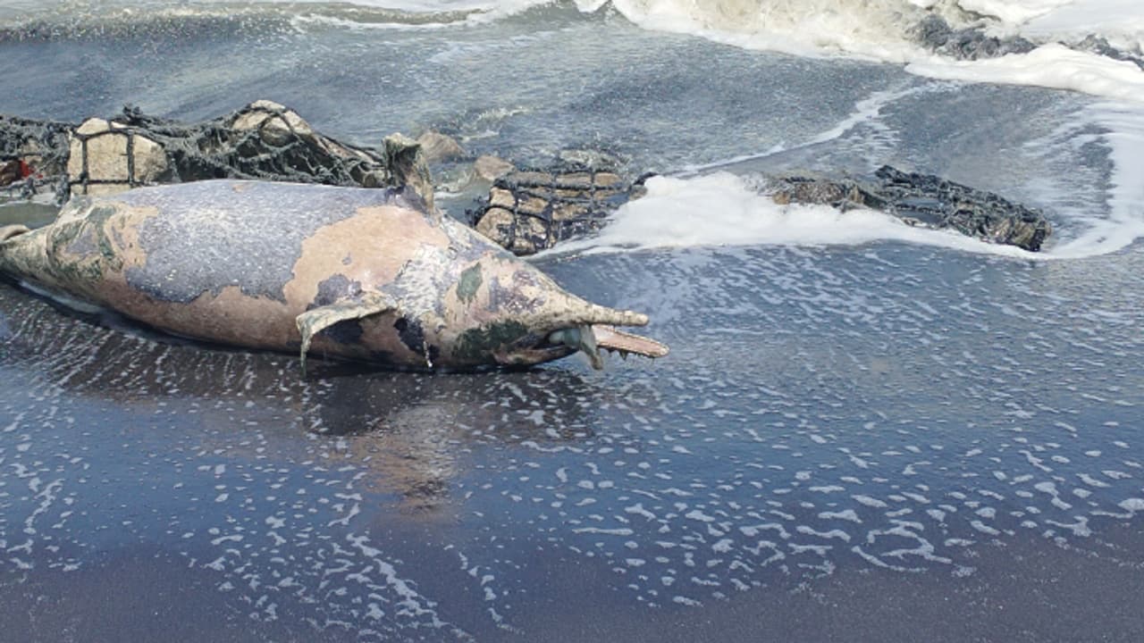 കണ്ടെയ്നർ അടിഞ്ഞു, പിന്നാലെ ഡോൾഫിന്റെ ജഡവും; കാരണം പഞ്ഞിത്തുണി ഭക്ഷിച്ചതെന്ന് സംശയം കണ്ടെയ്നർ അടിഞ്ഞു, പിന്നാലെ ഡോൾഫിന്റെ ജഡവും; കാരണം പഞ്ഞിത്തുണി ഭക്ഷിച്ചതെന്ന് സംശയം