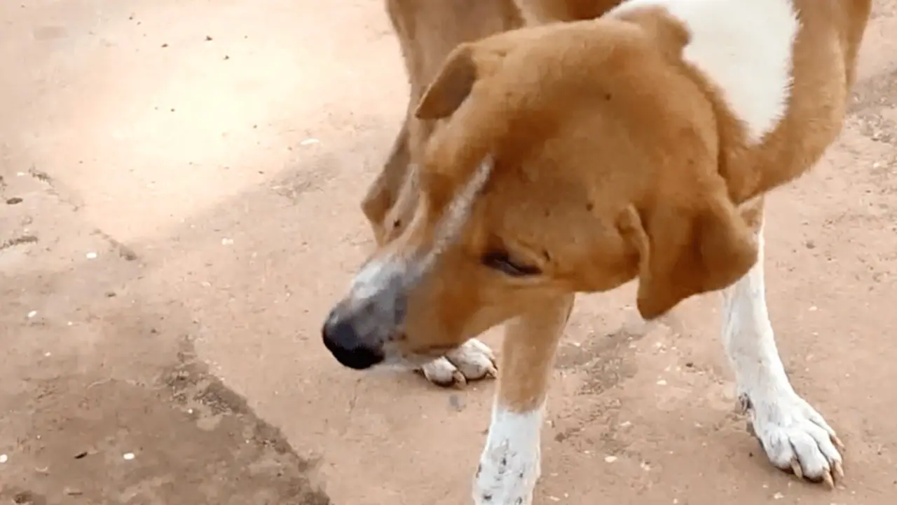 Betul dog cruelty case Betul dog cruelty case