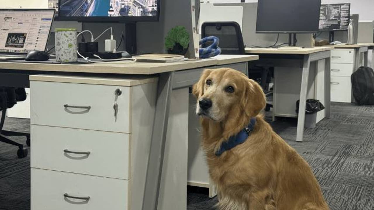 ചീഫ് ഹാപ്പിനെസ് ഓഫീസറായി നായ, വൈറലായി പോസ്റ്റ്, കയ്യടിച്ച് നെറ്റിസൺസ് 