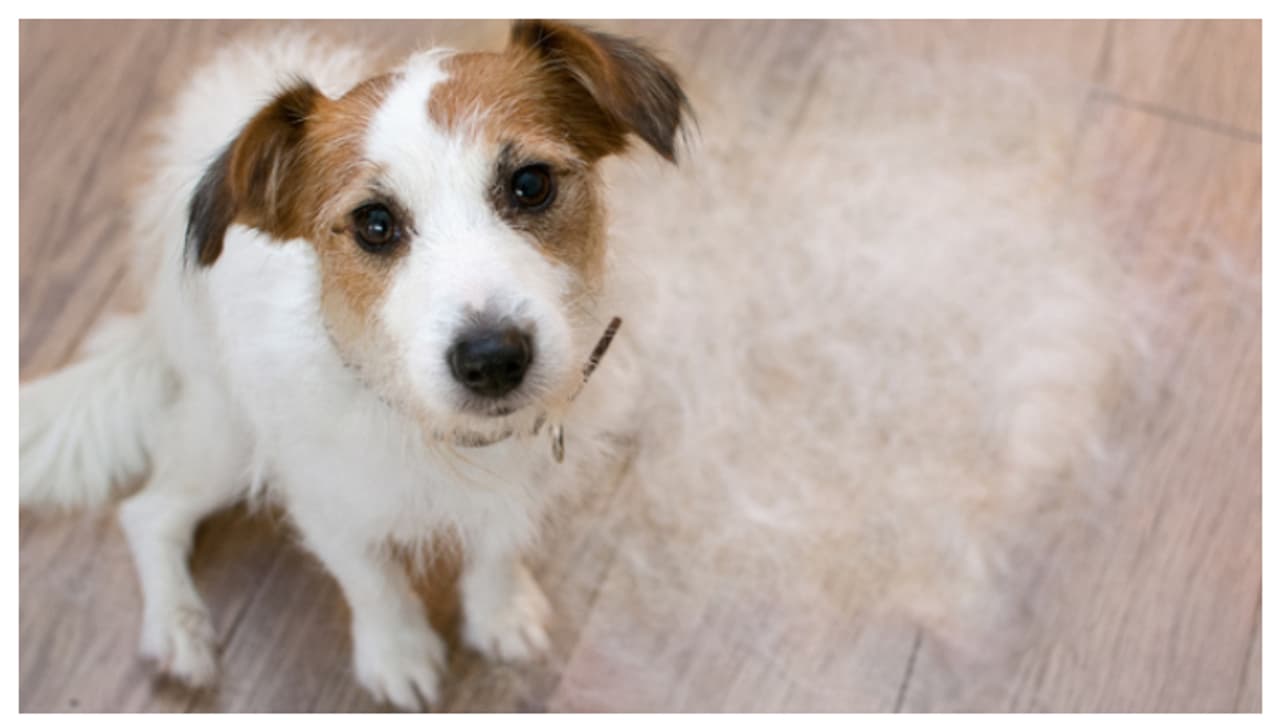 വളർത്ത് നായയുടെ രോമങ്ങൾ കൊഴിയുന്നുണ്ടോ? മഴക്കാലത്ത് ശ്രദ്ധിക്കേണ്ട കാര്യങ്ങൾ ഇതാണ് വളർത്ത് നായയുടെ രോമങ്ങൾ കൊഴിയുന്നുണ്ടോ? മഴക്കാലത്ത് ശ്രദ്ധിക്കേണ്ട കാര്യങ്ങൾ ഇതാണ്