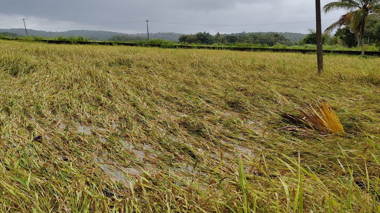 പതിവ് തെറ്റിയില്ല; വയനാട്ടിലെ പുഞ്ചക്കൃഷി ഇത്തവണയും മഴ കൊണ്ടുപോയി; കൊയ്ത്തുയന്ത്രം ഇറക്കാനാകാത്തതും വിനയായി പതിവ് തെറ്റിയില്ല; വയനാട്ടിലെ പുഞ്ചക്കൃഷി ഇത്തവണയും മഴ കൊണ്ടുപോയി; കൊയ്ത്തുയന്ത്രം ഇറക്കാനാകാത്തതും വിനയായി