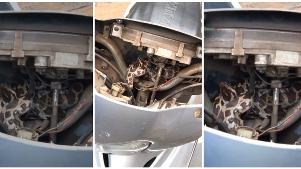 വർക്ക്‌ഷോപ്പിൽ നിർത്തിയിട്ട സ്‌കൂട്ടറിൽ ചുറ്റിയിരിക്കുന്ന ആളെ കണ്ട് ഞെട്ടൽ, പെരുമ്പാമ്പിനെ പിടികൂടി 