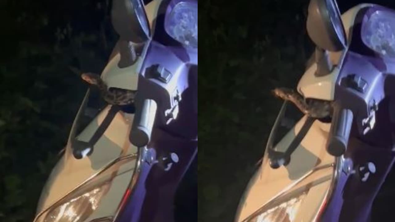 വൈസറിലൊരു അനക്കം, കയ്യിൽ തണുപ്പ്, അപ്രതീക്ഷിത അതിഥിയെ കണ്ട് പകച്ച് യുവതി, ഓടിക്കൊണ്ടിരുന്ന സ്കൂട്ടിയിൽ പാമ്പ്