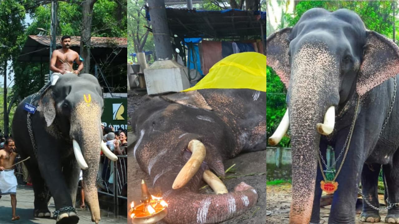 കെട്ടുതറയിൽ കുഴഞ്ഞ് വീണു, പുന്നത്തൂർ ആനക്കോട്ടയിലെ കൊമ്പൻ ഗോപി കണ്ണൻ ചരിഞ്ഞു