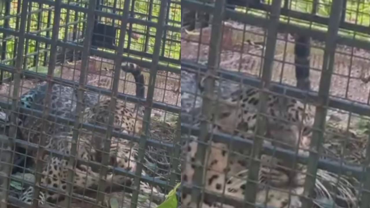 കെണി വെച്ചത് കാളികാവിലെ ആളെക്കൊല്ലി കടുവക്ക്, കുടുങ്ങിയത് പുലി; ആശങ്കയോടെ നാട്ടുകാർ, കടുവ കാണാമറയത്ത്