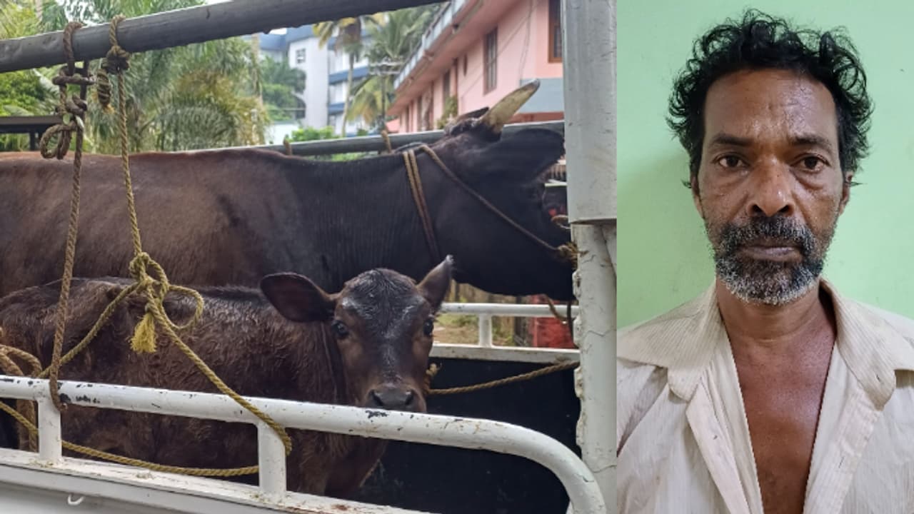 മുൻ അന്തേവാസി, അത്യാവശ്യത്തിന് അടിച്ച് മാറ്റിയത് സ്നേഹധാരയിലെ പശുവിനെയും കിടാവിനേയും, 54കാരൻ പിടിയിൽ 