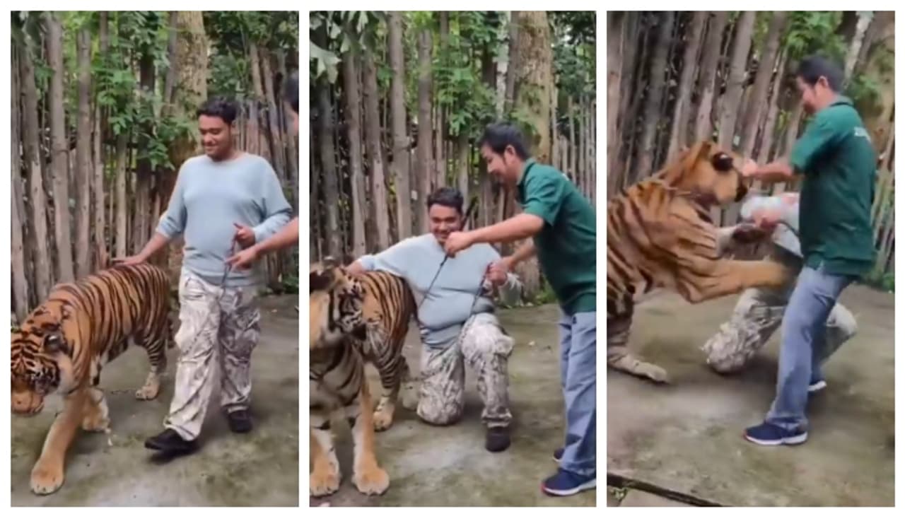 ഫോട്ടോ എടുക്കുന്നതിനിടെ ഇന്ത്യന് വിനോദ സഞ്ചാരിയ്ക്ക് നേരെ കടുവയുടെ ആക്രമണം; സംഭവം തായ്ലന്ഡിൽ ഫോട്ടോ എടുക്കുന്നതിനിടെ ഇന്ത്യന് വിനോദ സഞ്ചാരിയ്ക്ക് നേരെ കടുവയുടെ ആക്രമണം; സംഭവം തായ്ലന്ഡിൽ