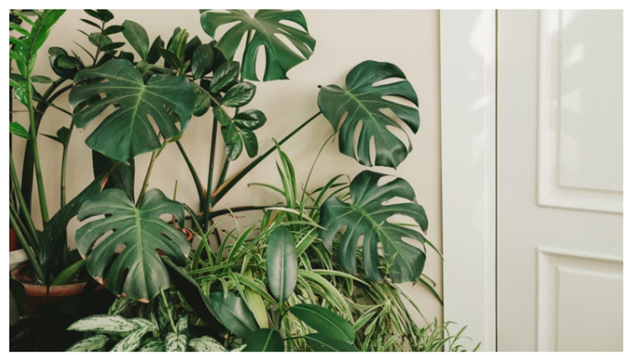 വീട്ടിൽ എളുപ്പത്തിൽ വളർത്താം സുന്ദരി മോൻസ്ട്ര 