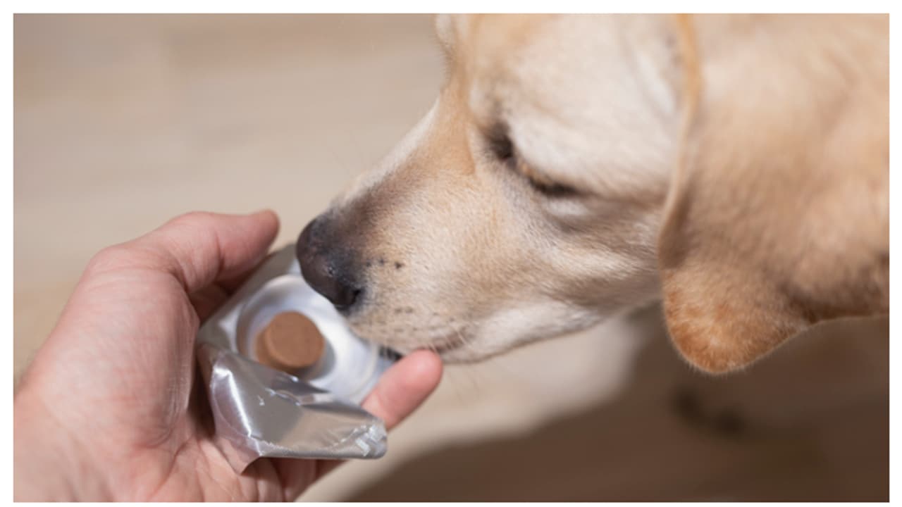 മഴക്കാലത്ത് നായ്ക്കൾക്ക് വരുന്ന പട്ടുണ്ണിപ്പനിയെ തടയാൻ ചെയ്യേണ്ട 5 കാര്യങ്ങൾ