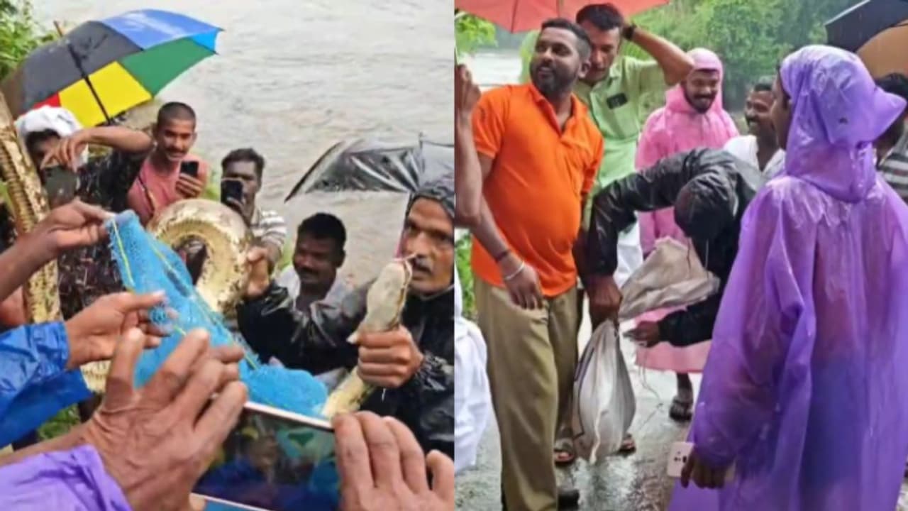 ആദ്യം കണ്ടത് കുളിക്കാനെത്തിയവർ, ശക്തമായ മലവെള്ളപ്പാച്ചിലിൽ ഒഴുകിയെത്തിയത് കൂറ്റൻ മലമ്പാമ്പ്; ചാക്കിലാക്കി