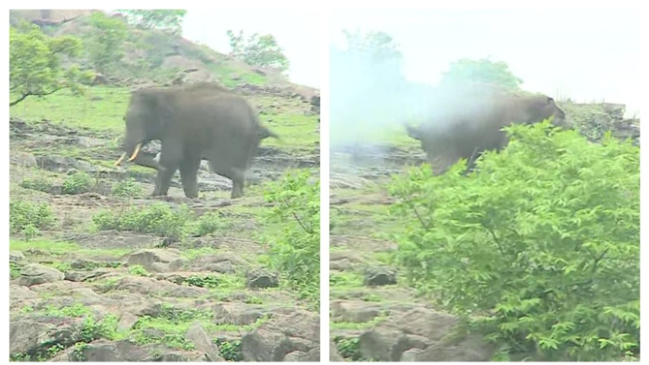7 മണിക്കൂർ നീണ്ട ദൗത്യം വിജയം; കഞ്ചിക്കോട് രണ്ടാഴ്ചയായി ജനവാസ മേഖലയിലുണ്ടായിരുന്ന കാട്ടാനയെ ഒടുവിൽ തുരത്തി 7 മണിക്കൂർ നീണ്ട ദൗത്യം വിജയം; കഞ്ചിക്കോട് രണ്ടാഴ്ചയായി ജനവാസ മേഖലയിലുണ്ടായിരുന്ന കാട്ടാനയെ ഒടുവിൽ തുരത്തി
