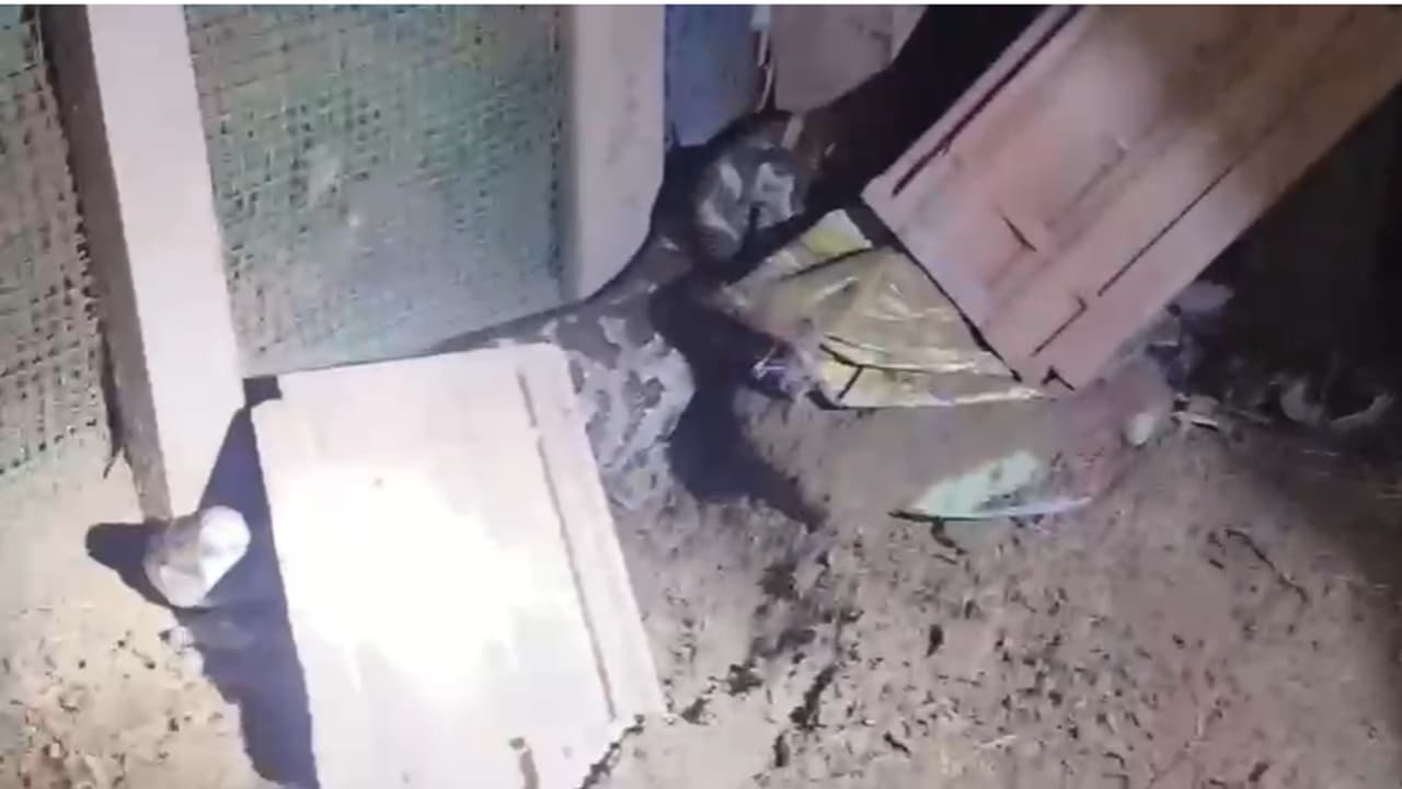 രാവിലെ വീട്ടുകാർ കേട്ടത് അസാധാരണ കരച്ചിൽ; കോഴിക്കൂട്ടിൽ നോക്കിയപ്പോൾ കരിങ്കോഴിയെ അടക്കം വിഴുങ്ങി ഭീമൻ അതിഥി