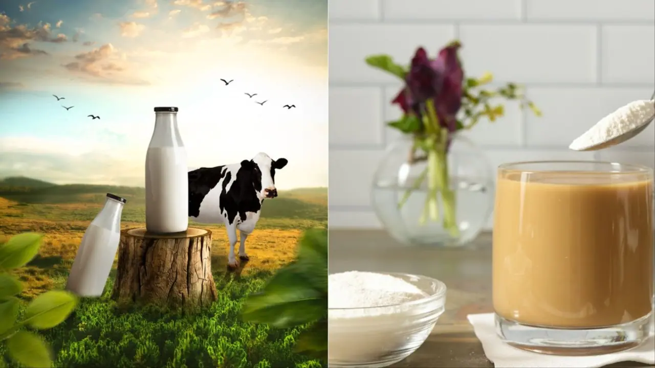 milk day 2025 Difference between dairy milk and powdered milk