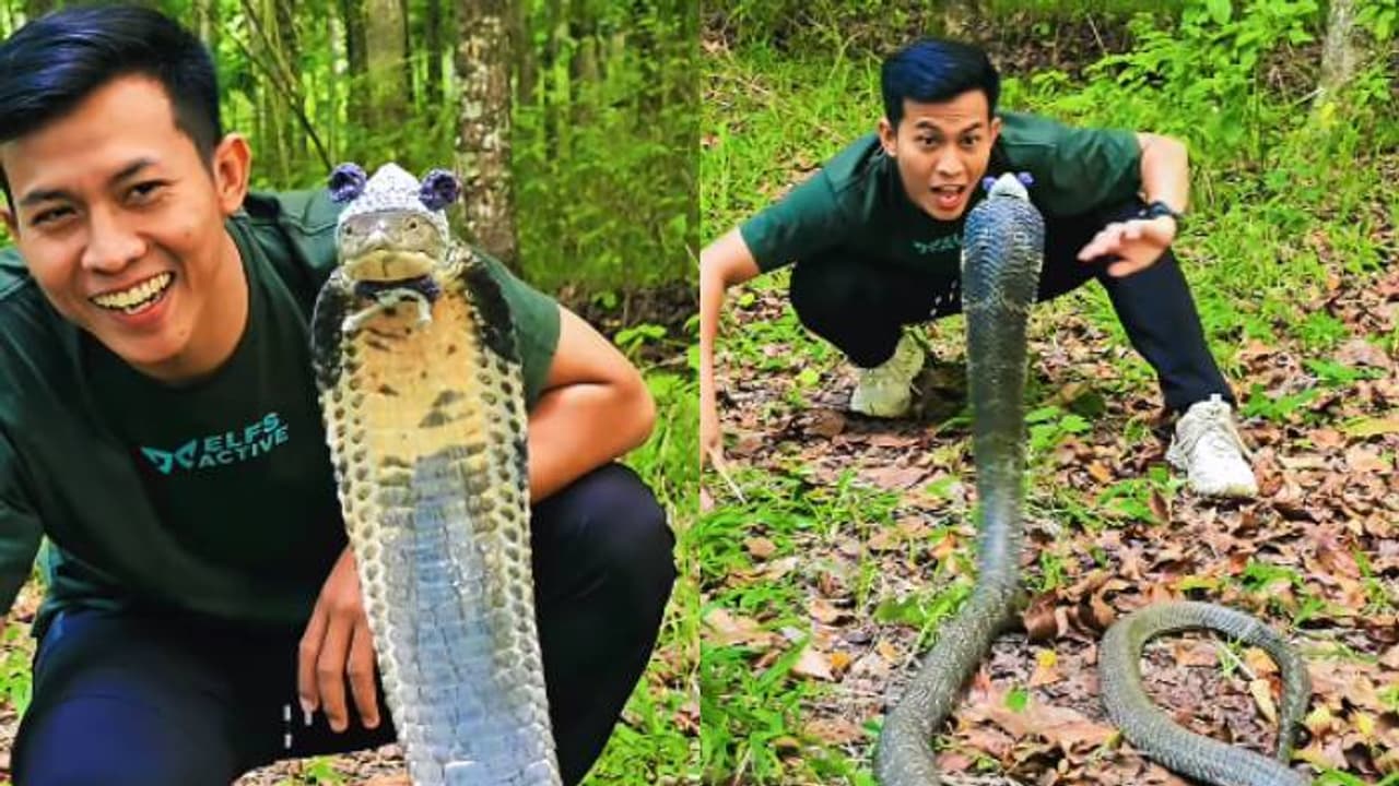 രാജവെമ്പാലയുടെ തലയിൽ നെയ്തെടുത്ത തൊപ്പി, വാലിൽ പിടിച്ചും പ്രകോപിപ്പിച്ചും യുവാവ്, അമ്പരപ്പിക്കുന്ന വീഡിയോ രാജവെമ്പാലയുടെ തലയിൽ നെയ്തെടുത്ത തൊപ്പി, വാലിൽ പിടിച്ചും പ്രകോപിപ്പിച്ചും യുവാവ്, അമ്പരപ്പിക്കുന്ന വീഡിയോ