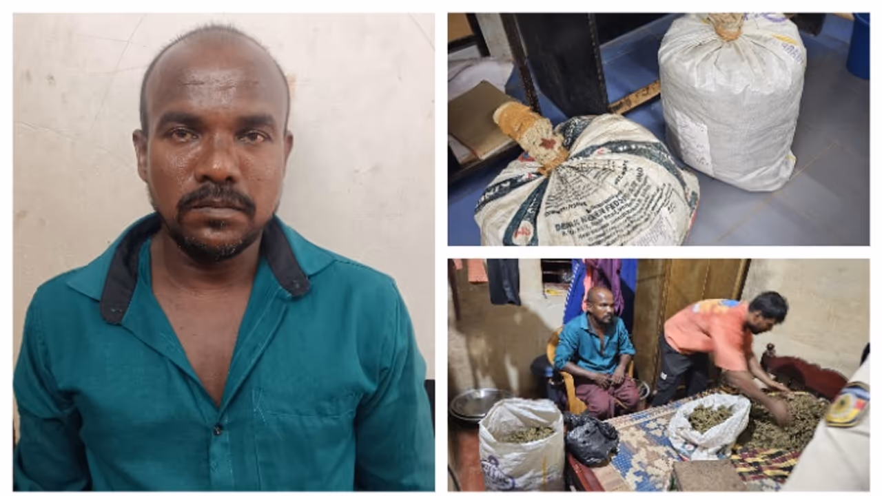 സൂക്ഷിച്ചിരുന്നത് ബെഡ്റൂമിലെ കട്ടിലിനടിയിൽ രണ്ട്മൂന്ന് ചാക്കുകെട്ടുകൾ; മഞ്ചേശ്വരത്ത് 33 കിലോ കഞ്ചാവ് പിടികൂടി സൂക്ഷിച്ചിരുന്നത് ബെഡ്റൂമിലെ കട്ടിലിനടിയിൽ രണ്ട്മൂന്ന് ചാക്കുകെട്ടുകൾ; മഞ്ചേശ്വരത്ത് 33 കിലോ കഞ്ചാവ് പിടികൂടി