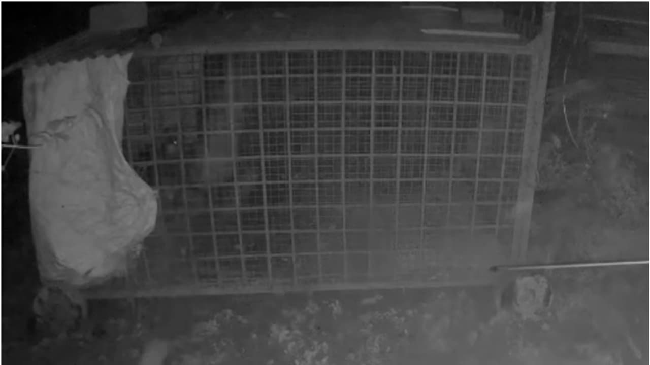 പോൾ മാത്യുസിന്റെ വീട്ടിൽ പലതവണ പുലി; കോഴികളുമായി കുടുക്കാൻ വെച്ച കൂട്ടിൽ കയറിയത് നായ, തുറന്നുവിട്ടു പോൾ മാത്യുസിന്റെ വീട്ടിൽ പലതവണ പുലി; കോഴികളുമായി കുടുക്കാൻ വെച്ച കൂട്ടിൽ കയറിയത് നായ, തുറന്നുവിട്ടു