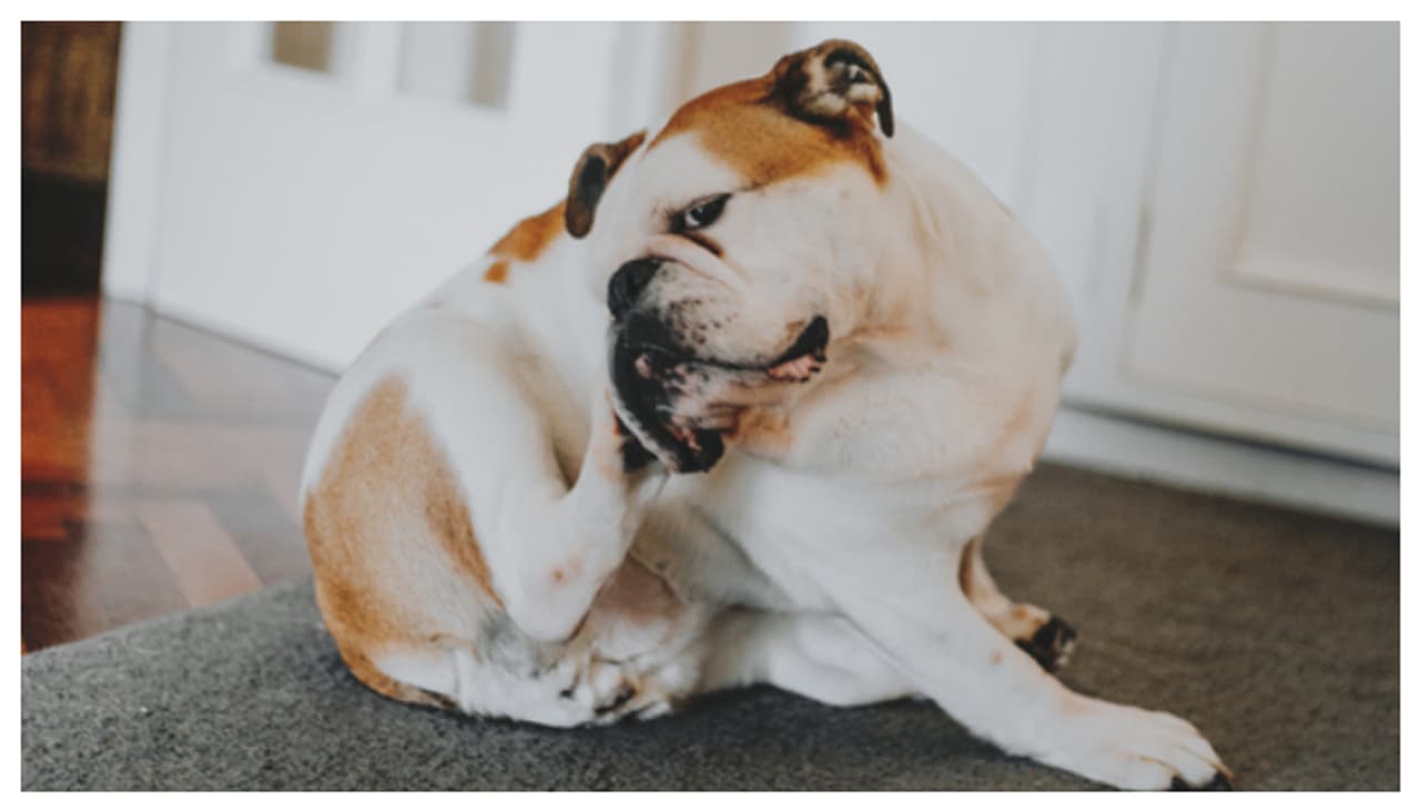 വളർത്ത് മൃഗങ്ങളിൽ അലർജി ഉണ്ടാവാനുള്ള കാരണങ്ങൾ ഇതാണ് 