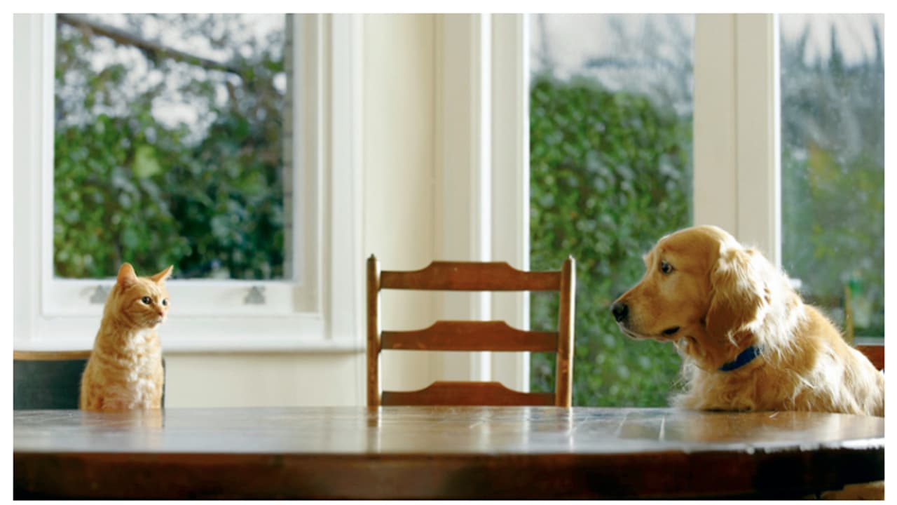 വെള്ളവും ഭക്ഷണവുമില്ല അവസ്ഥ വളരെ മോശം, 29 മൃഗങ്ങൾ വളർന്നത് മലമൂത്രത്തിനിടയിൽ; ദമ്പതികൾക്ക് മൃഗസംരക്ഷണ വിലക്ക് 