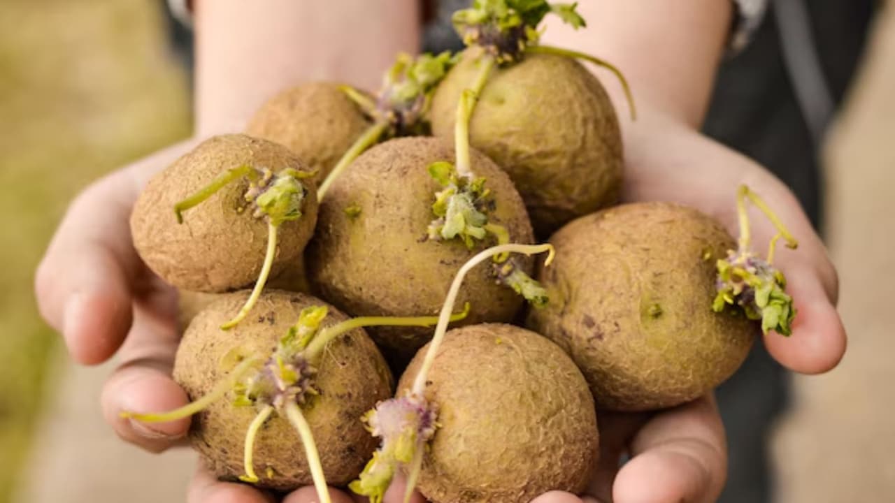 Is eating sprouted onions safe Is eating sprouted onions safe