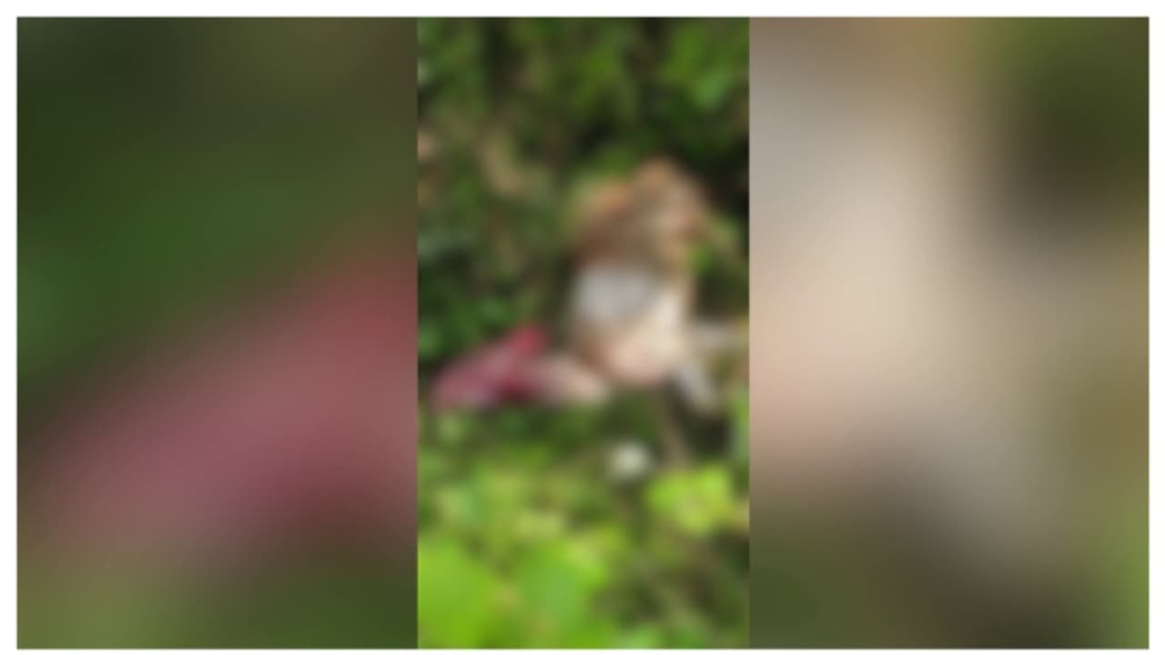 ഉച്ചയ്ക്ക് ഉഷ നോക്കിയപ്പോൾ രണ്ടെണ്ണത്തിൽ ഒരാടിനെ കാണാനില്ല; അന്വേഷിച്ചപ്പോൾ ചത്ത നിലയിൽ, പുലിയെന്ന് സംശയം ഉച്ചയ്ക്ക് ഉഷ നോക്കിയപ്പോൾ രണ്ടെണ്ണത്തിൽ ഒരാടിനെ കാണാനില്ല; അന്വേഷിച്ചപ്പോൾ ചത്ത നിലയിൽ, പുലിയെന്ന് സംശയം