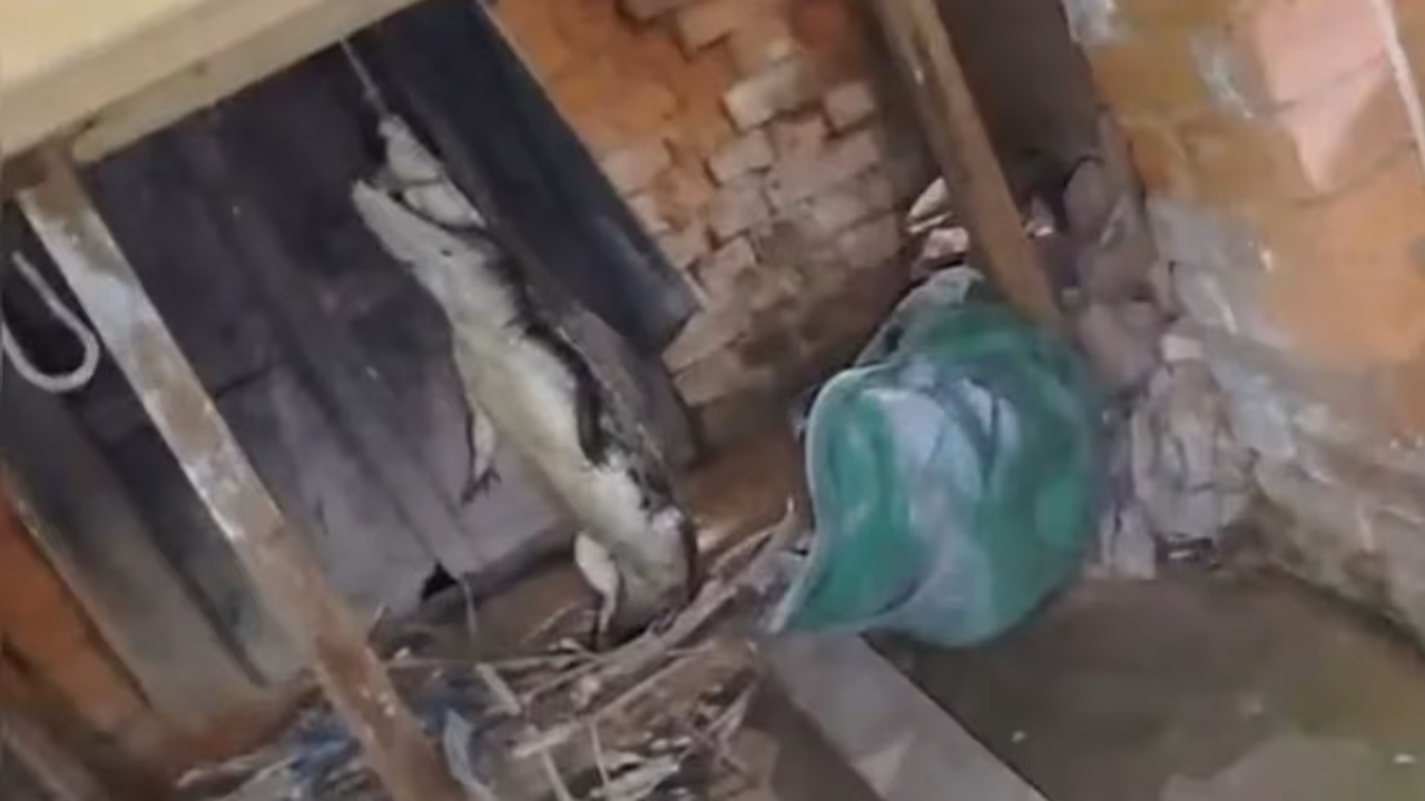 അര്‍ധരാത്രി വീട്ടുകാര്‍ നല്ല ഉറക്കം, ശബ്ദം കേട്ട് ഉണർന്നപ്പോൾ കണ്ട കാഴ്ച, ക്ഷണിക്കാതെ എത്തി അപ്രതീക്ഷിത അതിഥി 