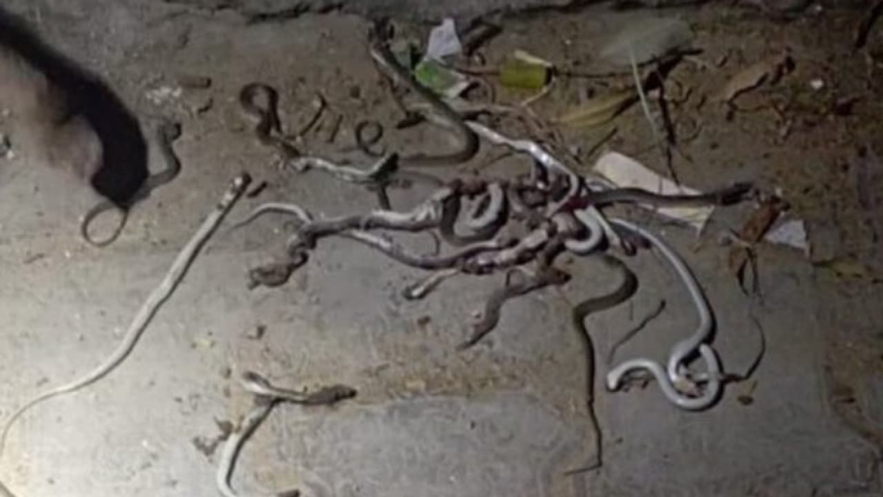 കിടക്ക വിരിക്കുന്നതിനിടെ ശബ്ദം, നോക്കിയപ്പോൾ ഒരു പാമ്പ്, തല്ലിക്കൊന്നു; പിന്നാലെ കണ്ടത് നൂറോളം പാമ്പുകളെ കിടക്ക വിരിക്കുന്നതിനിടെ ശബ്ദം, നോക്കിയപ്പോൾ ഒരു പാമ്പ്, തല്ലിക്കൊന്നു; പിന്നാലെ കണ്ടത് നൂറോളം പാമ്പുകളെ