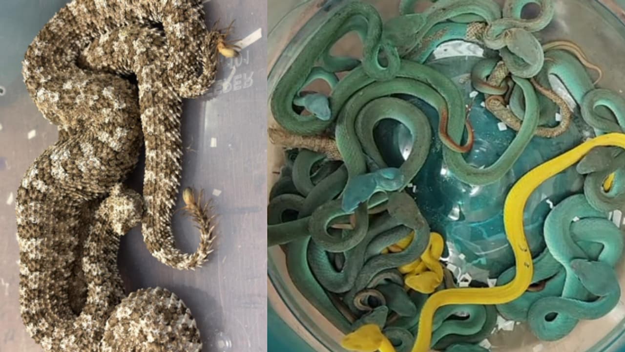 തായ്ലാൻഡിൽ നിന്ന് മുംബൈയിൽ വിമാനം ഇറങ്ങിയ യാത്രക്കാരൻ പരിശോധനയിൽ ബാഗ് തുറന്നു, അകത്ത് നിറയെ വിഷപ്പാമ്പുകൾ തായ്ലാൻഡിൽ നിന്ന് മുംബൈയിൽ വിമാനം ഇറങ്ങിയ യാത്രക്കാരൻ പരിശോധനയിൽ ബാഗ് തുറന്നു, അകത്ത് നിറയെ വിഷപ്പാമ്പുകൾ