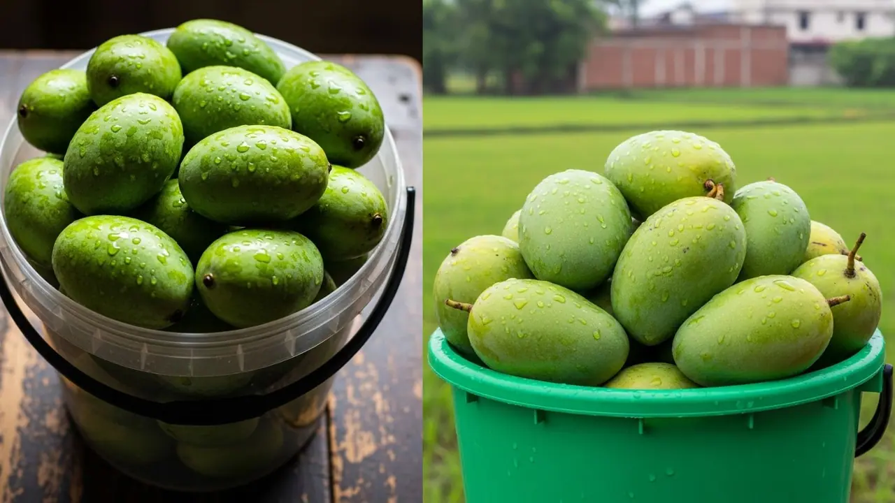 best raw mango for pickle making