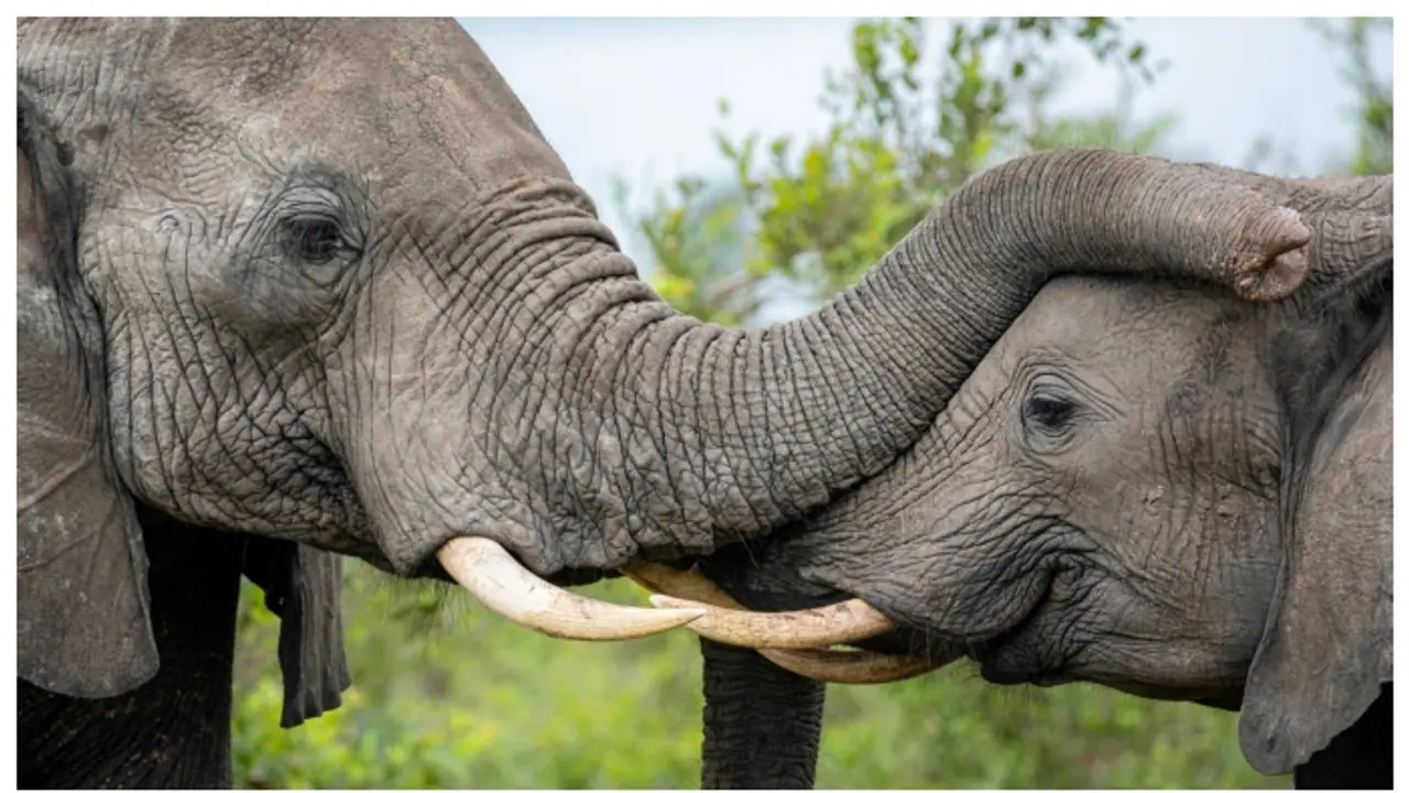 എണ്ണം കൂടി, 200 ആനകളെ കൊന്ന് മാംസം തദ്ദേശീയര്‍ക്ക് വിൽക്കാന്‍ സിംബാവെ 