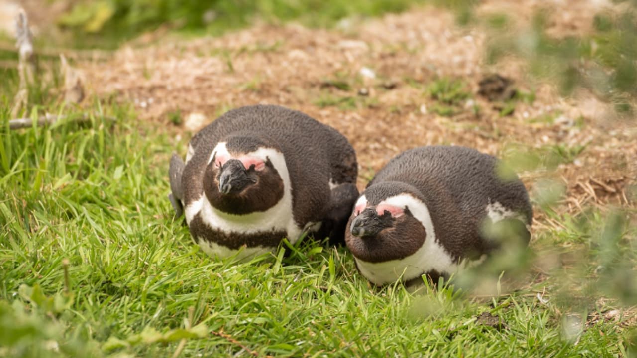 സംഗതി പെന്ഗ്വിൻ ആണെങ്കിലും ജനിച്ചത് മഹാരാഷ്ട്രയിലാണോ? എങ്കിൽ മറാത്തി പേരിടണമെന്ന് ബിജെപി എംഎൽഎ, വിവാദം സംഗതി പെന്ഗ്വിൻ ആണെങ്കിലും ജനിച്ചത് മഹാരാഷ്ട്രയിലാണോ? എങ്കിൽ മറാത്തി പേരിടണമെന്ന് ബിജെപി എംഎൽഎ, വിവാദം