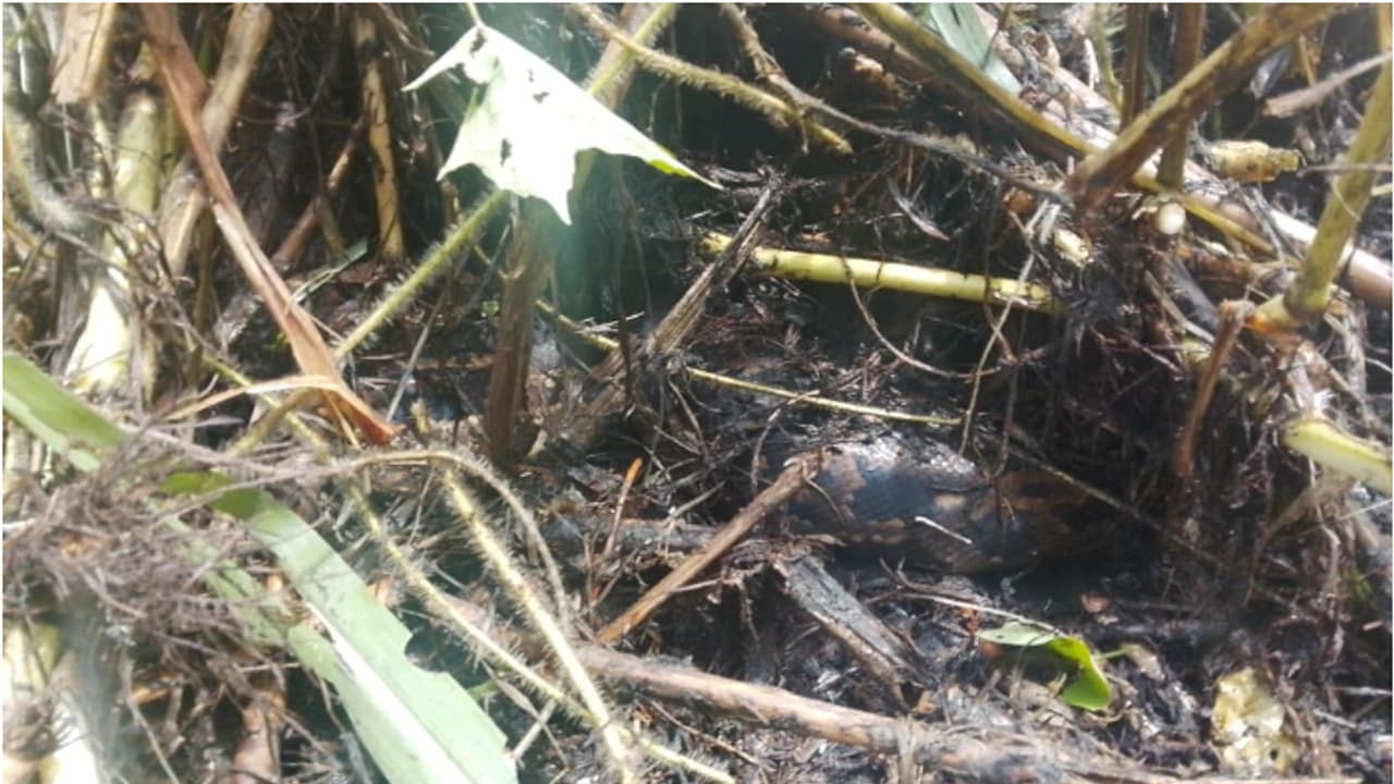 തോട് വൃത്തിയാക്കുന്നതിനിടെ പെരുമ്പാമ്പ്! തൊഴിലുറപ്പ് തൊഴിലാളിയായ അമ്മിണി ഭയന്ന് കാനയിലേക്ക് വീണു, പരിക്ക്