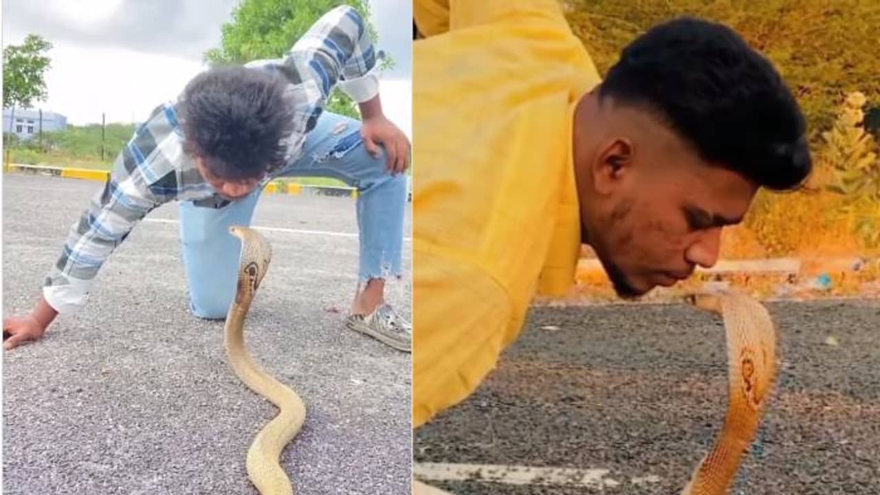 അനുകരിക്കരുതെന്ന് യുവാവ്, രാജവെമ്പാലയുടെ പത്തിയിൽ മുത്തം, വിഡ്ഢിത്തമെന്നും അപകടമെന്നും സോഷ്യൽ മീഡിയ 