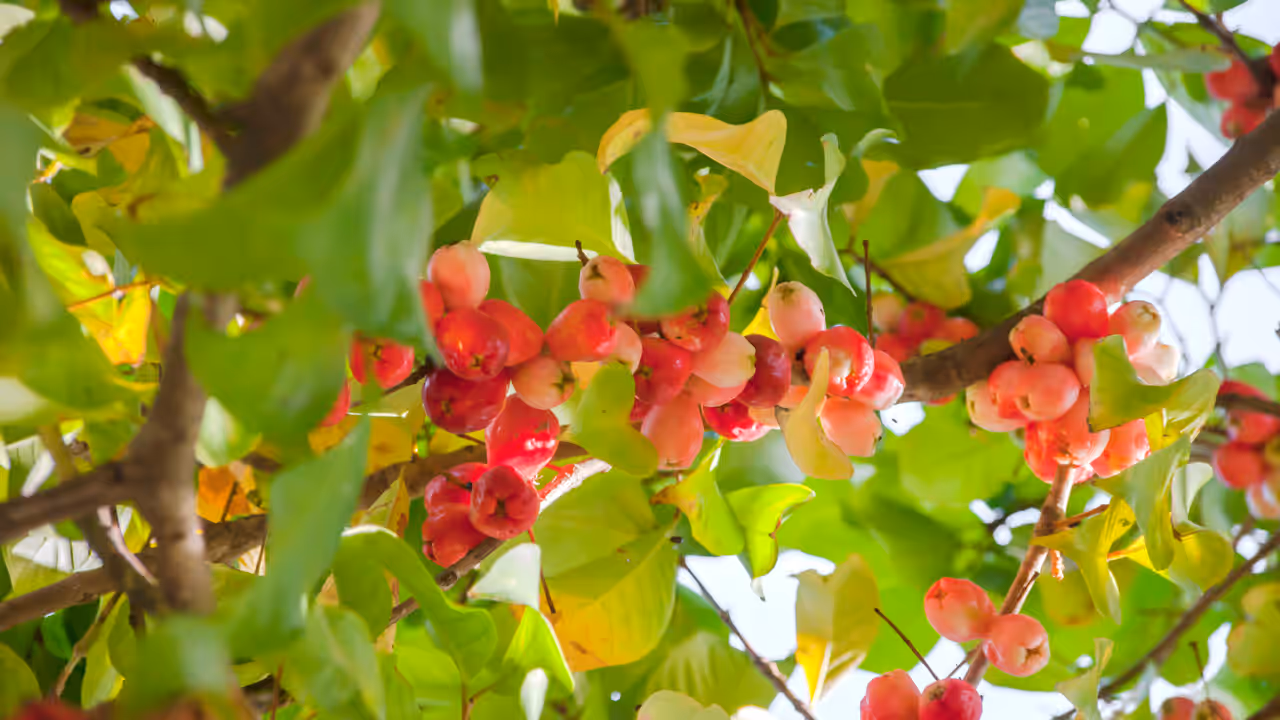 meerut water apple farming benefits price health profitability meerut water apple farming benefits price health profitability