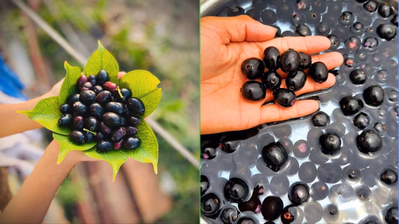 jamun health benefits jamun health benefits