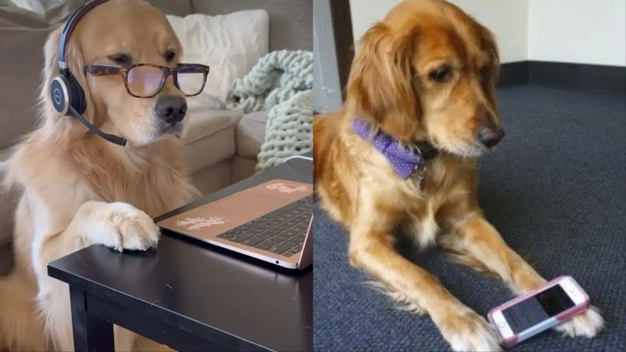 dog viral video dog viral video